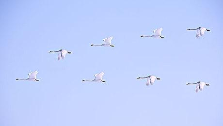 《黑神话：悟空》冯骥力点赞《归唐》：就要这样，理当这样